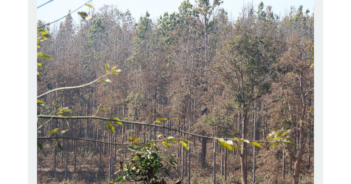 सालको रूखमा महामारी, ‘मथ’पुतलीले पात सखाप