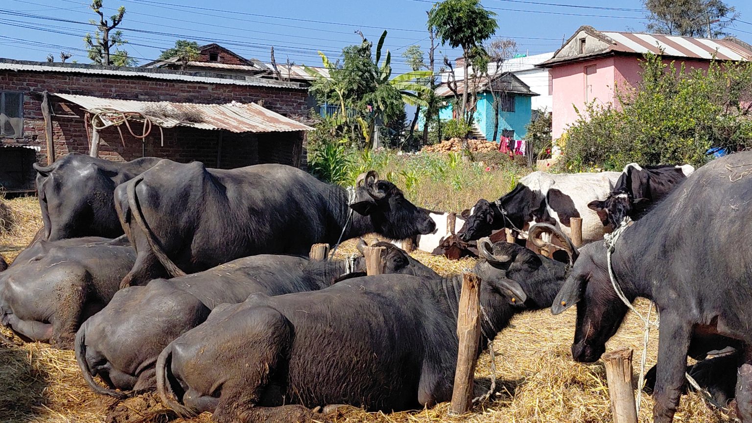  गाई–भैंसीको निःशुल्क गर्भ परीक्षण