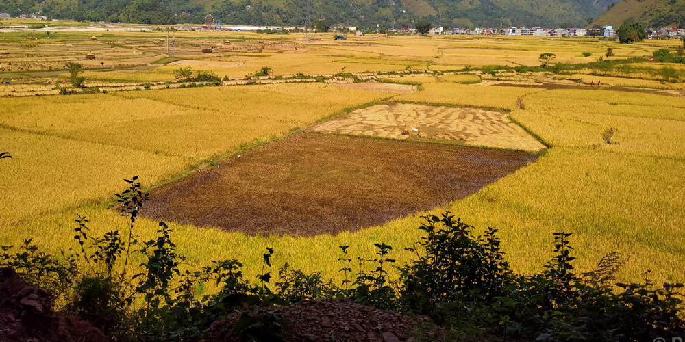 स्याङ्जामा धान उत्पादन बढ्यो