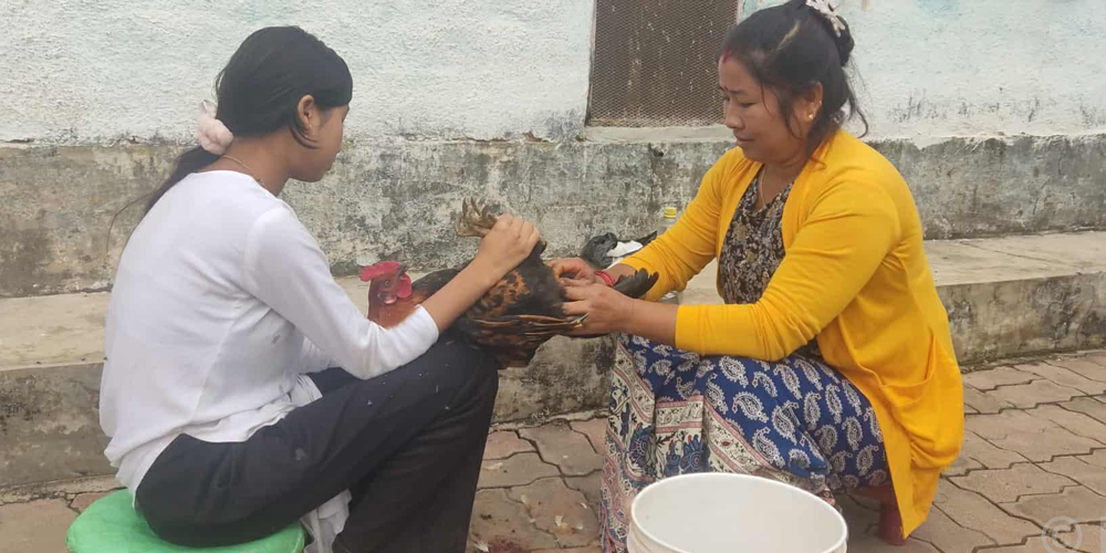 कुखुराको भालेलाई ‘अप्रेसन’ गरेर बधिया बनाइँदै