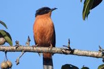 गुल्मीमा चरा प्रजातिको संख्या ३५५ पुग्यो