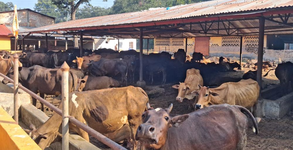 गाईपालक किसानलाई पालिकाद्वारा अनुदान