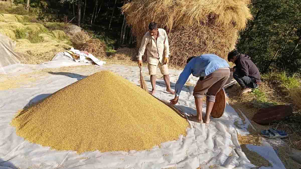 बागलुङमा धान उत्पादनमा बढ्यो