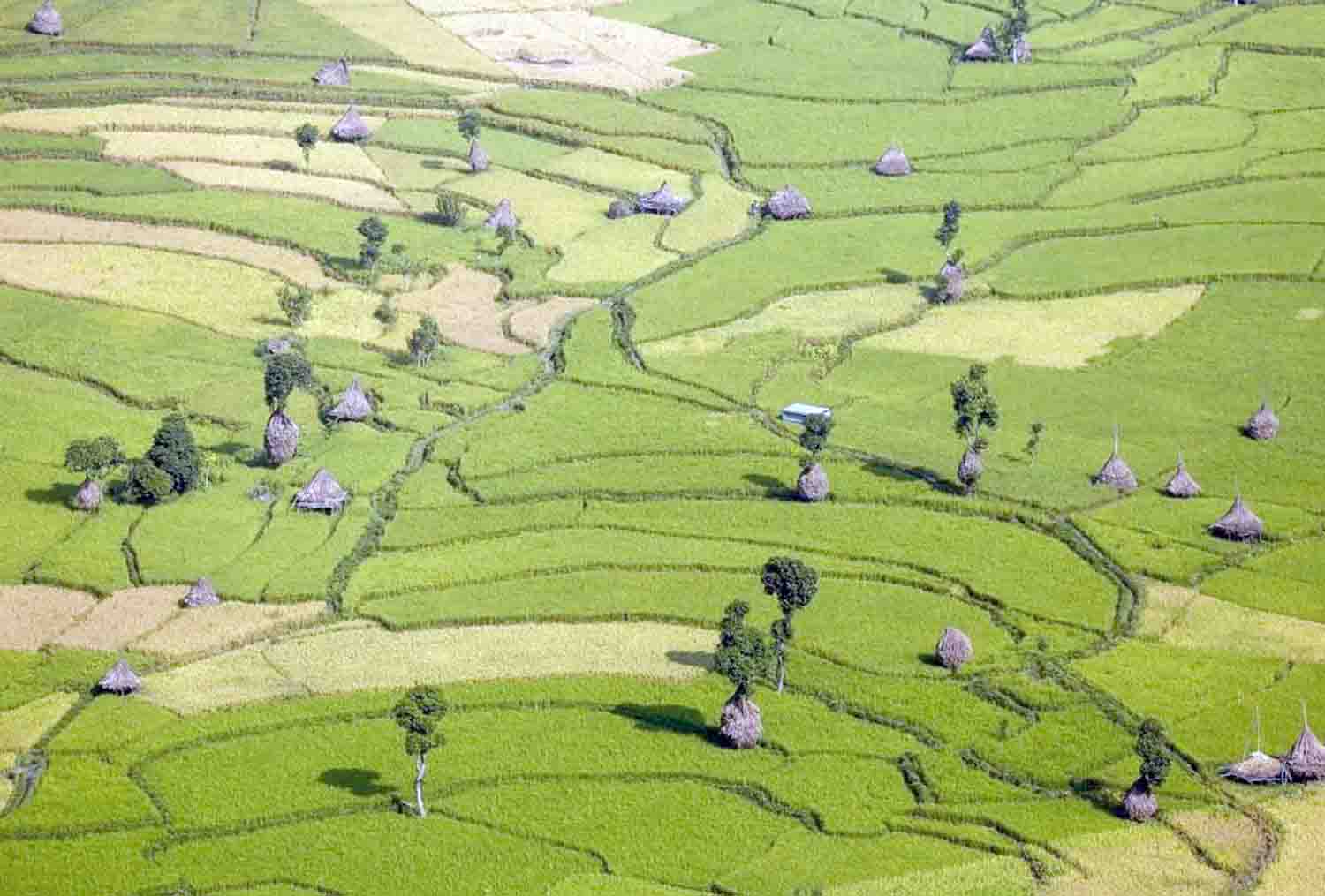 किसानलाई धान भित्र्याउन भ्याइनभ्याई