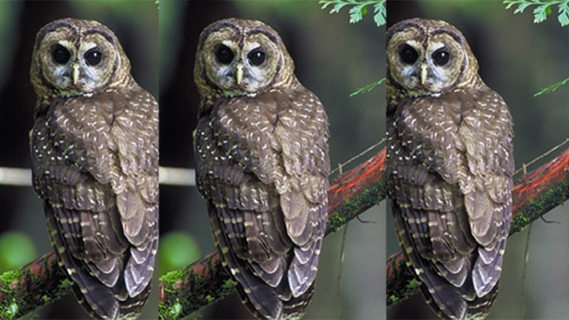 दाङमा लाटोकोसेरो तथा हुचिल उत्सव हुने