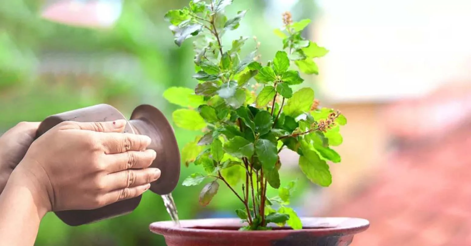 आज हरिशयनी एकादशी : घर घरमा तुलसी रोपिदैँ