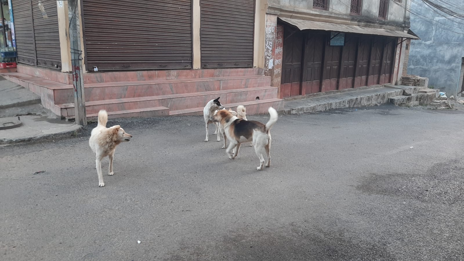 तानसेनमा कुकुर आतंक