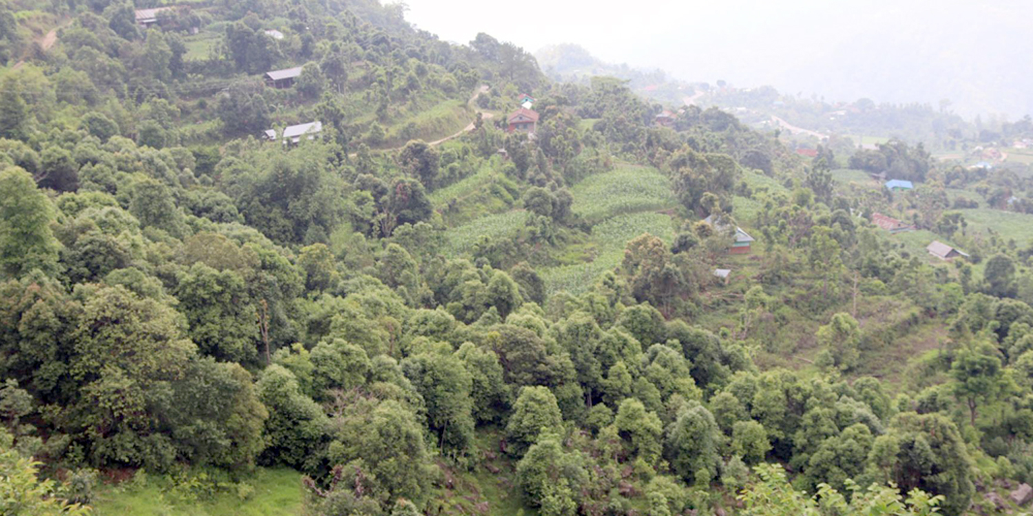 आलेखः आम्दानीको मुख्य स्रोत बन्दै दालचिनी