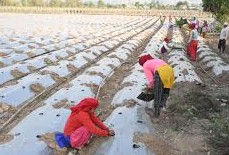 कृषि फार्मले स्थानीय ४० जनालाई रोजगारी