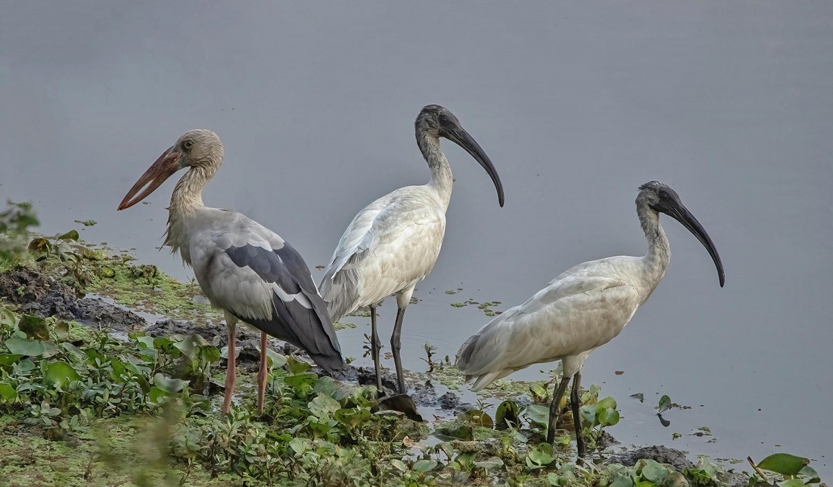 नेपालमा जलपक्षीको संख्या घट्दो