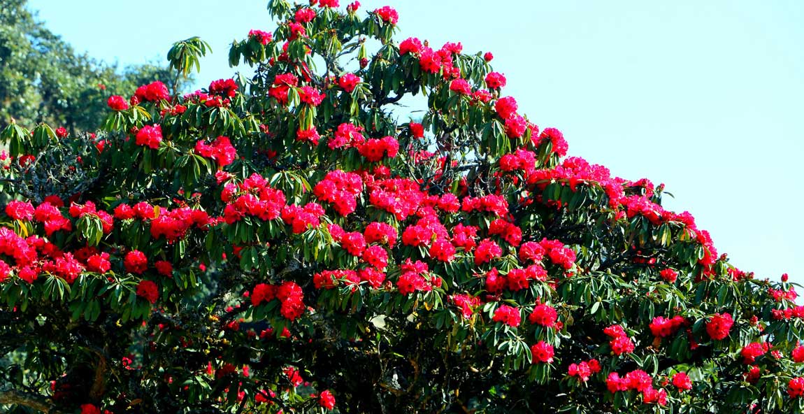 लालीगुराँसको अस्तित्व बचाउन रेसुङ्गा नगर सरकारको चासो