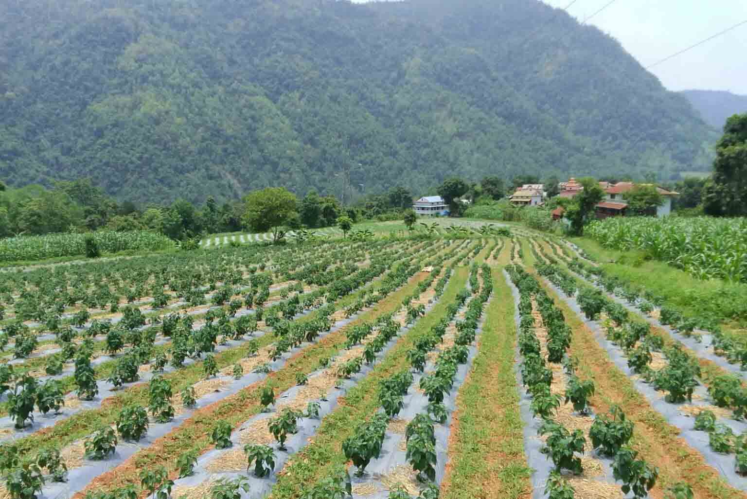विदेशबाट फर्केर ३० रोपनीमा व्यावसायिक अकबरेखेती