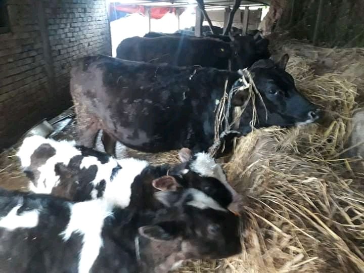 दूध विक्री गरेरै  वार्षिक तीन लाख आम्दानी