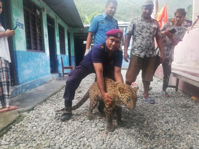 गाउँमा पसेर आतङ्क मच्चाउने चितुवा नियन्त्रणमा