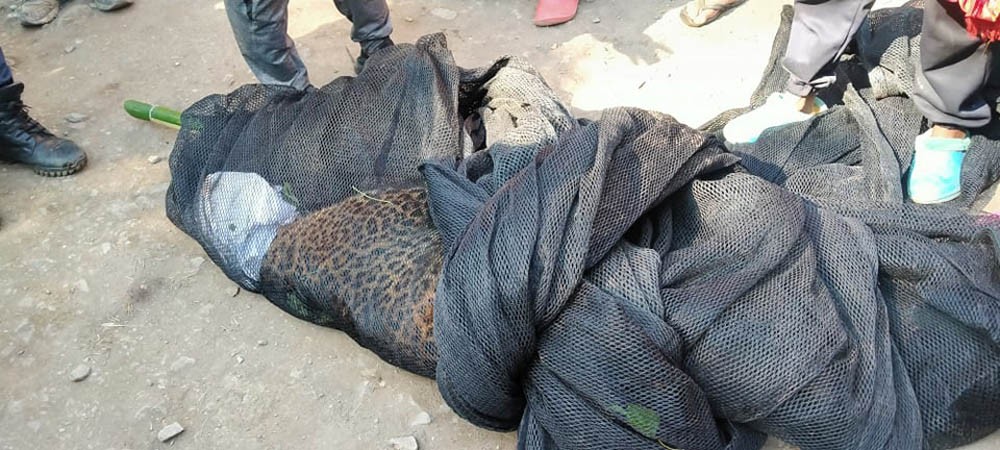 पाल्पामा पासोमा परेको चितुवाको उद्दार