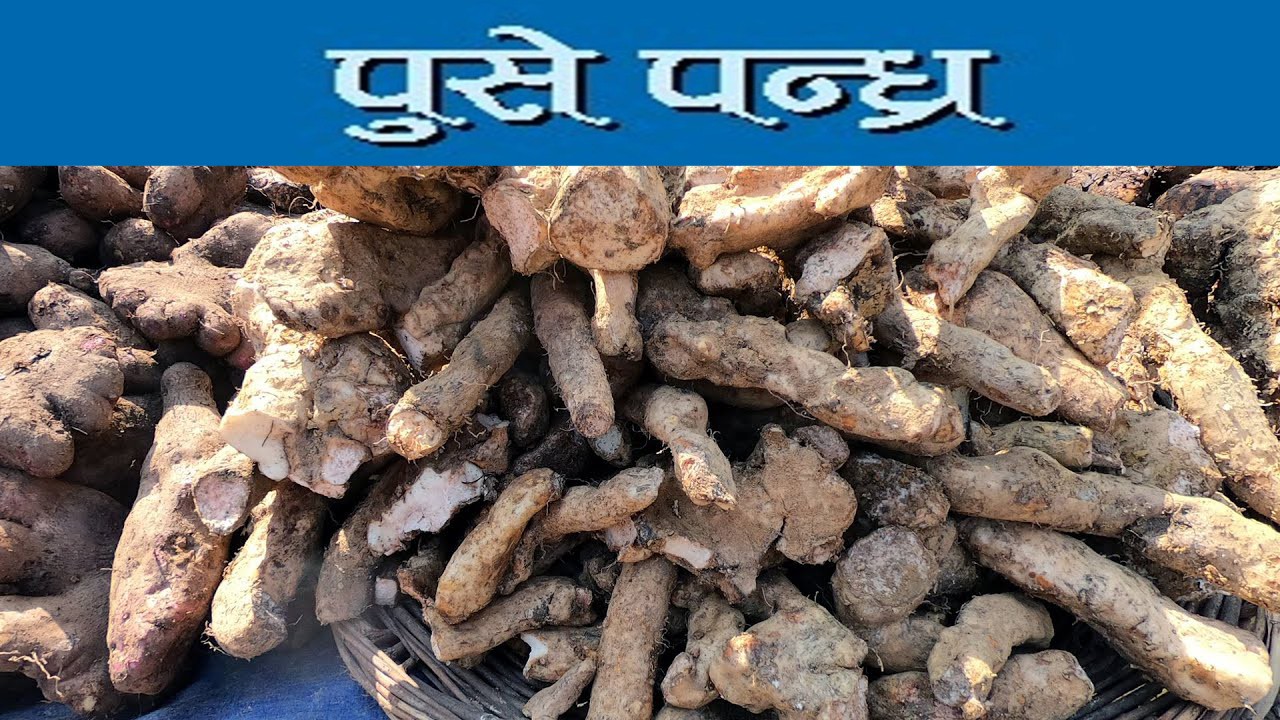 आज सामाजिक सद्भावको पर्व ‘पुसे पन्ध्र’ ,  देशभर सार्वजनिक विदा    