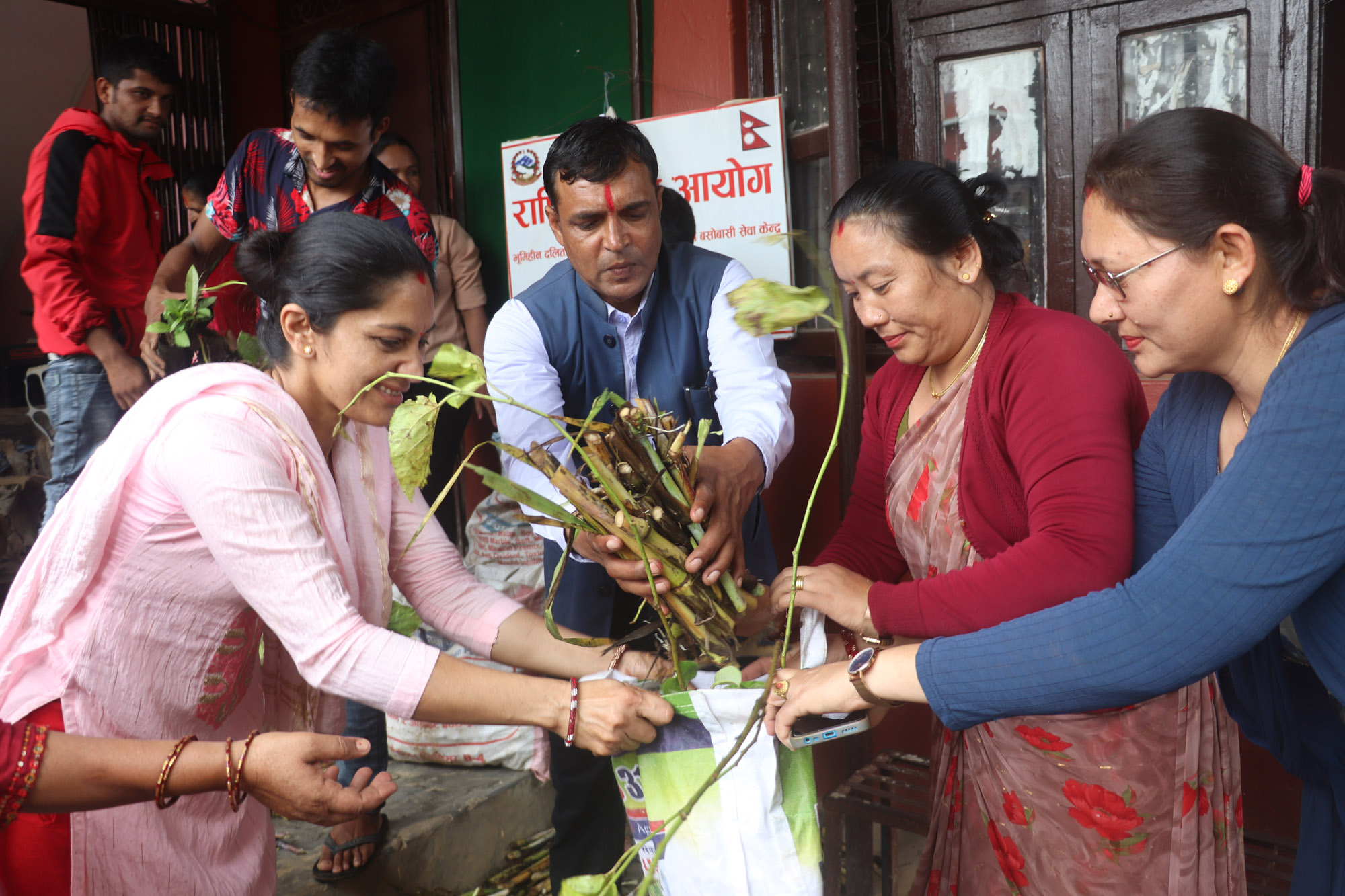 रामपुर नगर सरकारले दियो कृषकलाई उन्नत घाँसको विरुवा