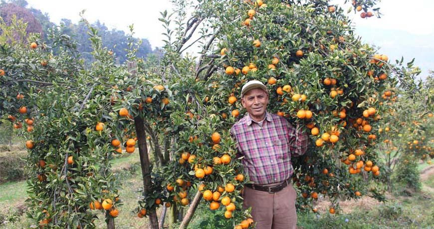 सुन्तलाखेतीमा मास्टरसाब : बर्सेनि पाँच लाख कमाइ