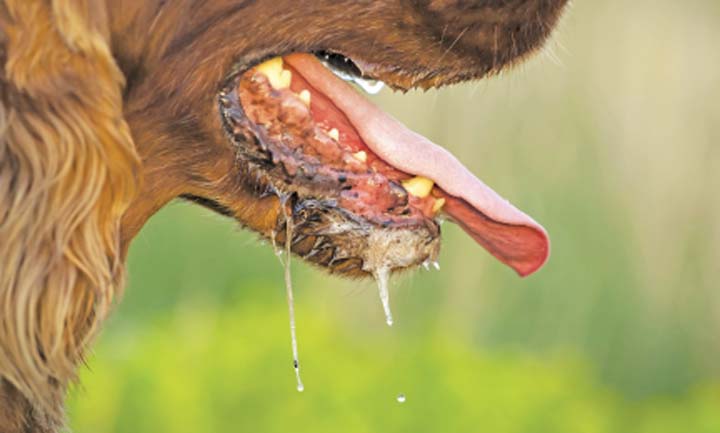 आज ‘विश्व रेबिज दिवस’, नेपालमा पनि मनाइँदै