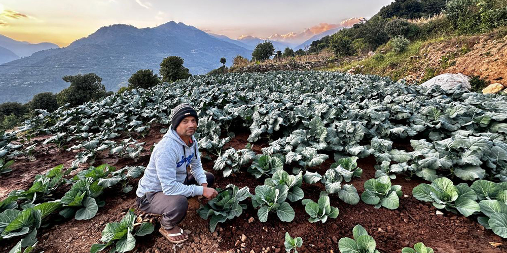तीन दशकपछि गाउँ फर्किएर तरकारी खेतीमा रमाउँदै कमलप्रसाद