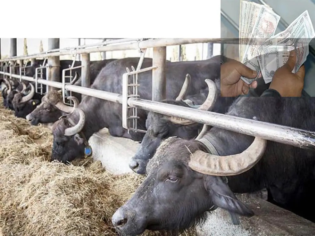 कोरियाको कमाइ र सीप भैँसीपालनमा