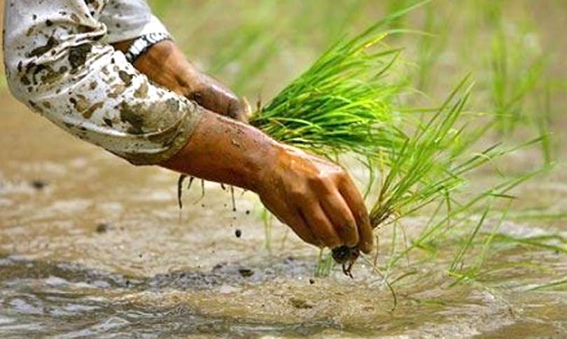 देशभर ९१ प्रतिशत धान रोपाइँ