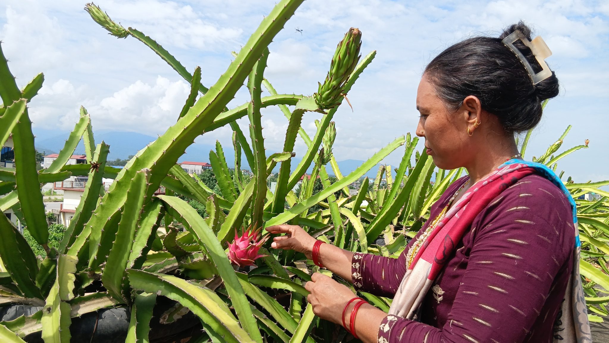 कौसीमा ड्रागन फल खेती गरेर  वार्षिक आठ लाख आम्दानी