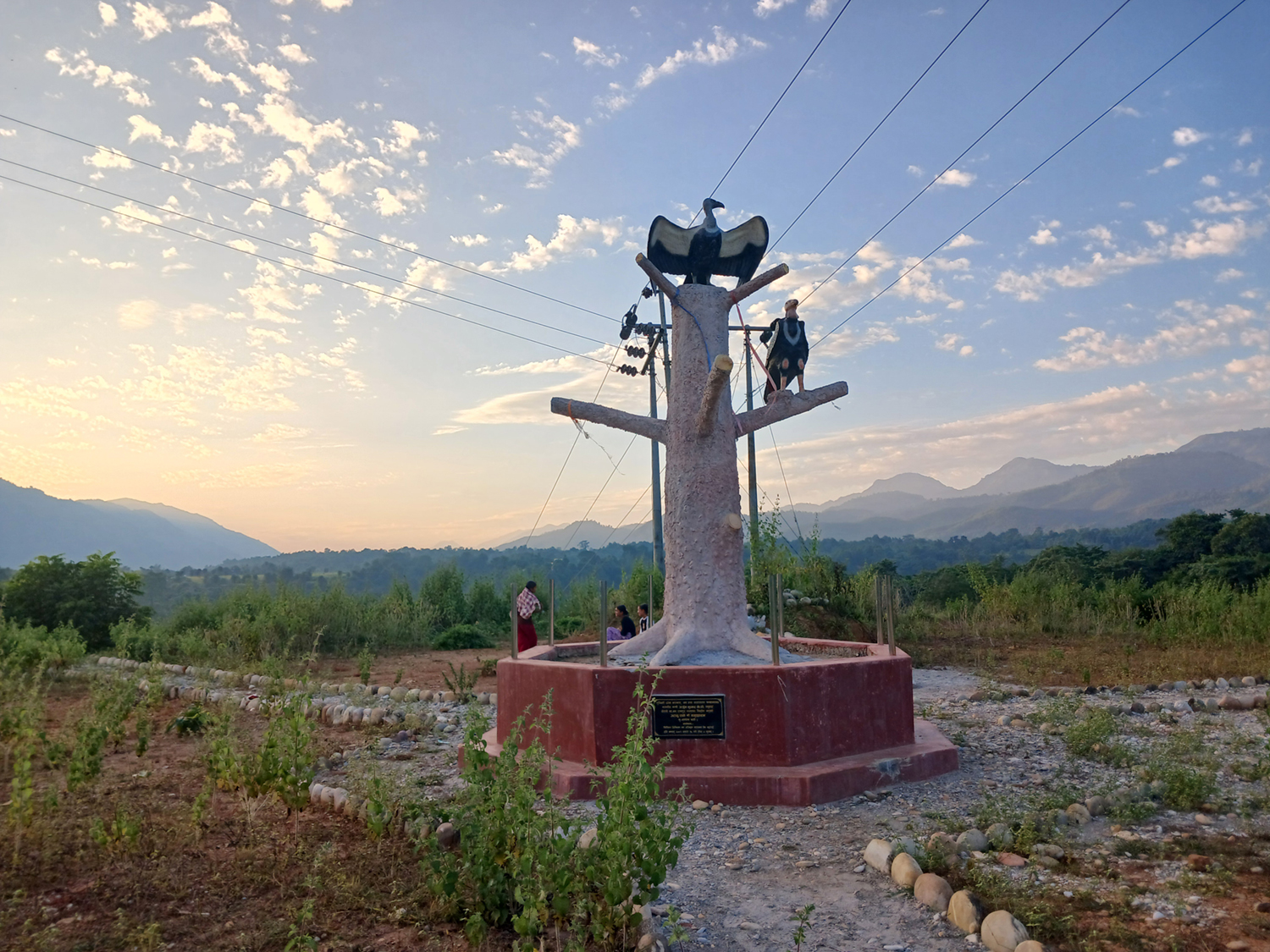 आहार व्यवस्थापनले  गिद्धको संख्या बढ्दै