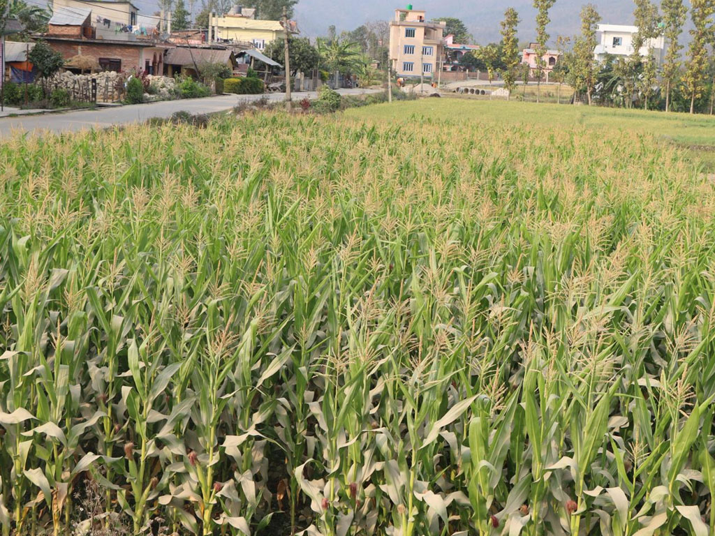 दाङमा मकै उत्पादन बढ्यो