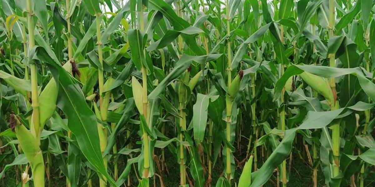 मकैबाली जोगाउन हेरालु नियुक्त