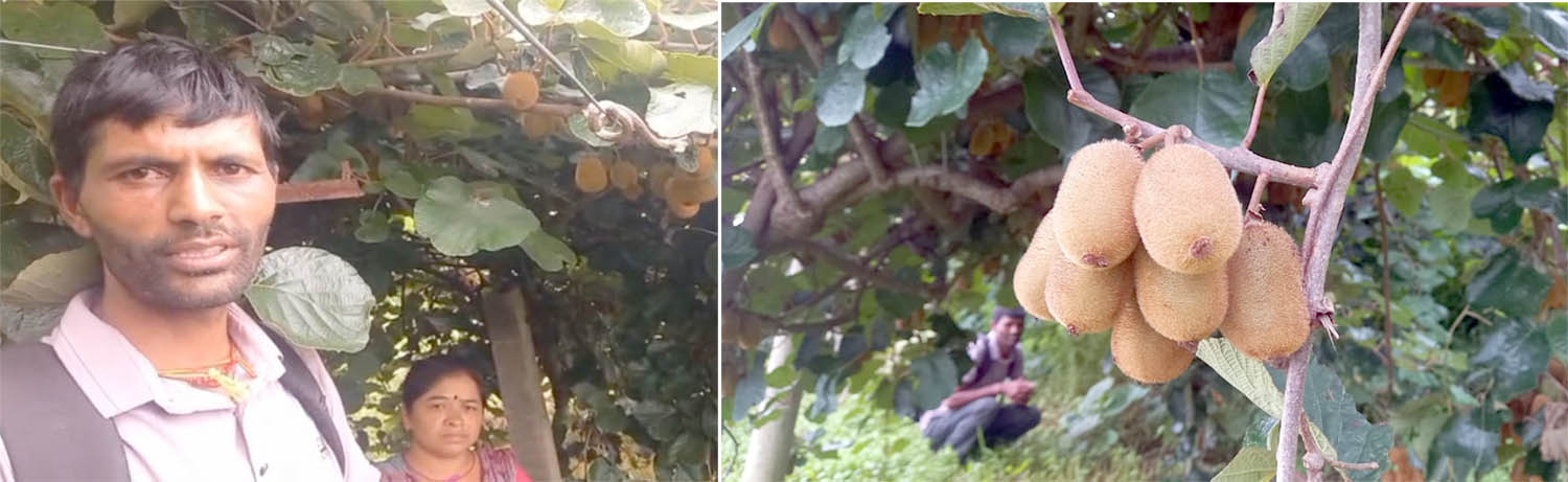 किवी खेतीमा कालिगण्डकीका युवाको आकर्षण