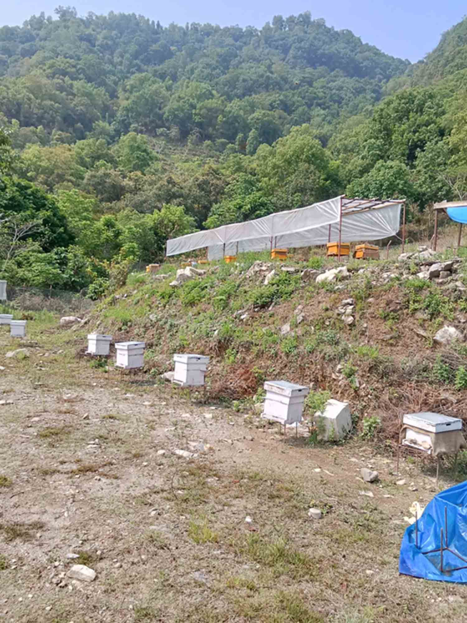 इञ्जिनियर मल्लको लोभलाग्दो मौरीपालन व्यवसाय