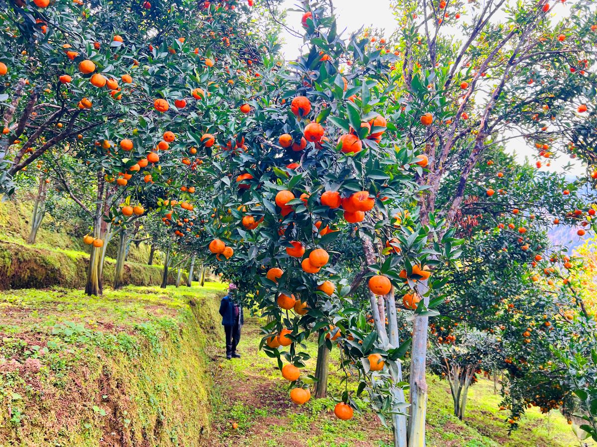 बागलुङमा झण्डै २७ करोडको सुन्तला उत्पादन