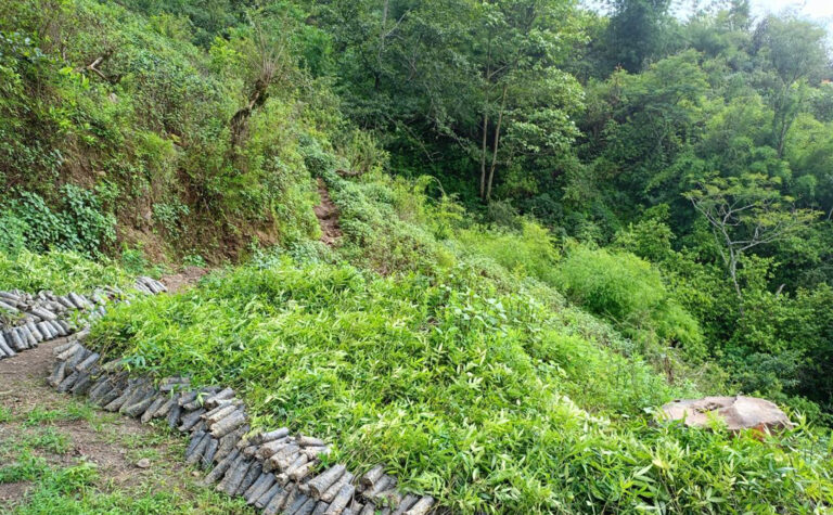 वन्यजन्तुबाट बाली जोगाउन नसकेपछि टिमुरखेती