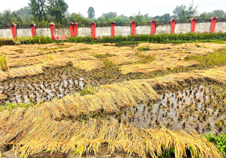 बेमौसमी वर्षाले गुल्मीमा ११ प्रतिशत धान नष्ट