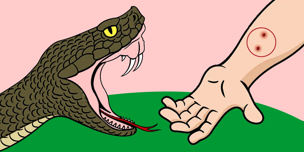 अब स्याङ्जाका अस्पतालबाटै सर्पदंशको उपचार