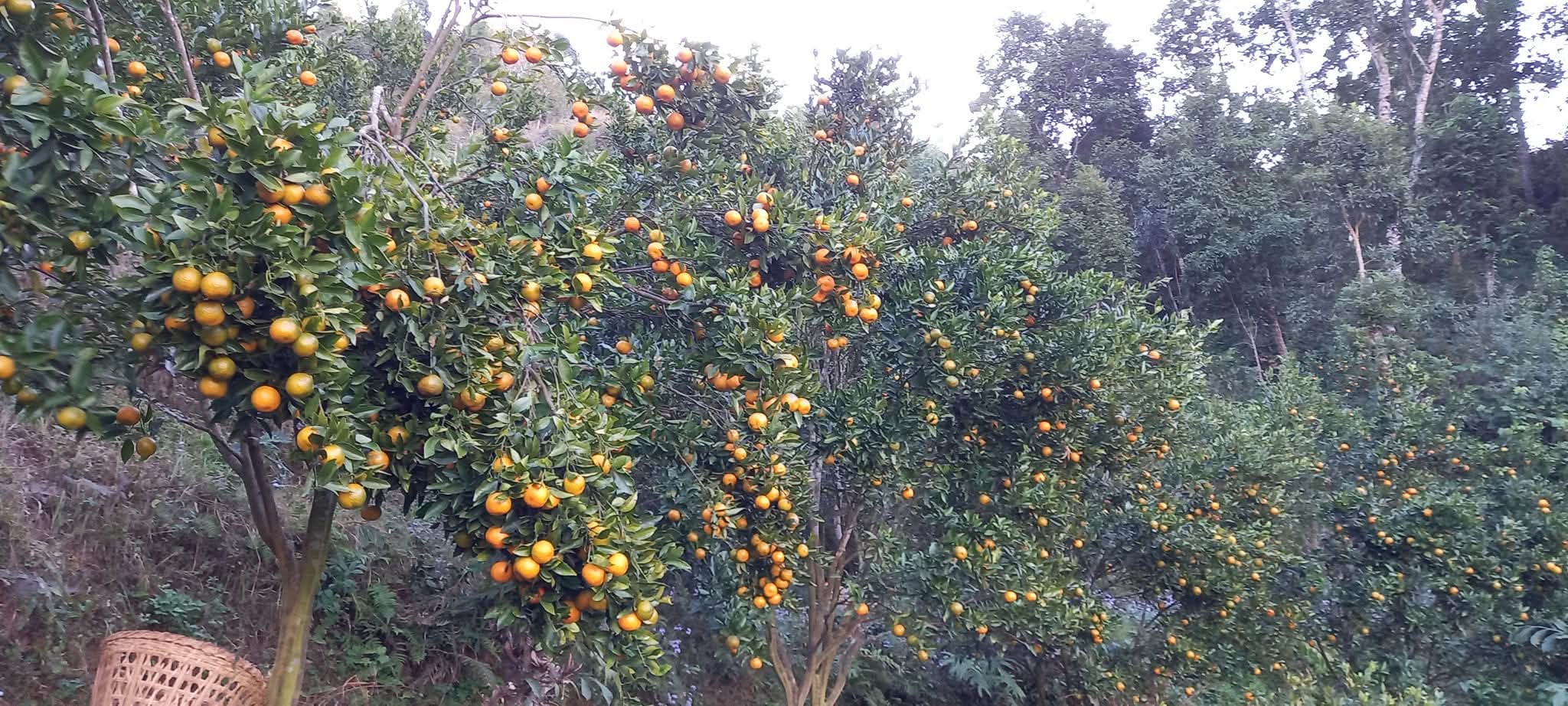 अर्बकुना सुन्तला उत्पादन कृषक समूहद्वारा ८७ लाखको सुन्तला बिक्री