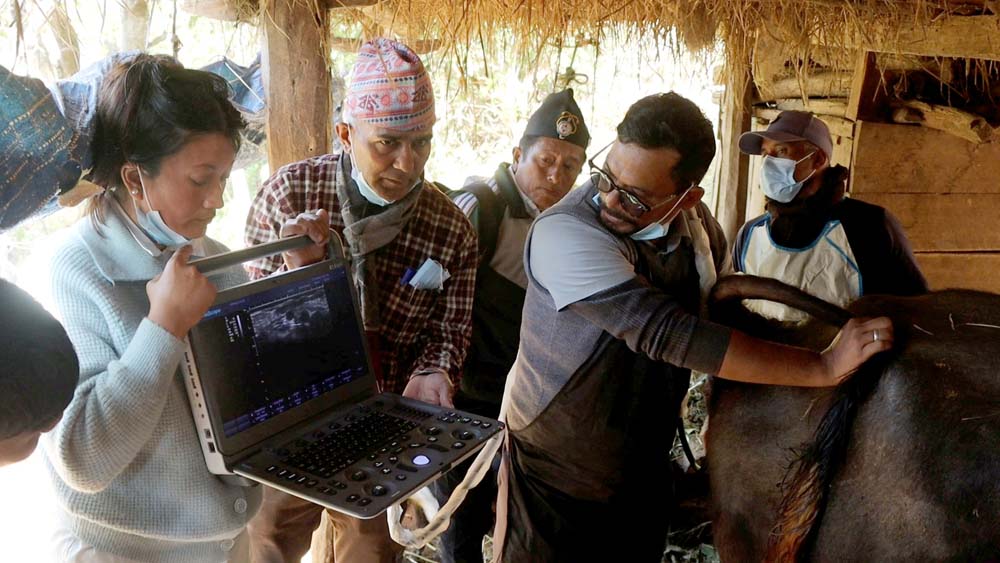 अल्ट्रासाउण्डबाट गाई–भैसीको गर्भ परीक्षणले ठूलो नोक्सानीबाट जोगाउँदै