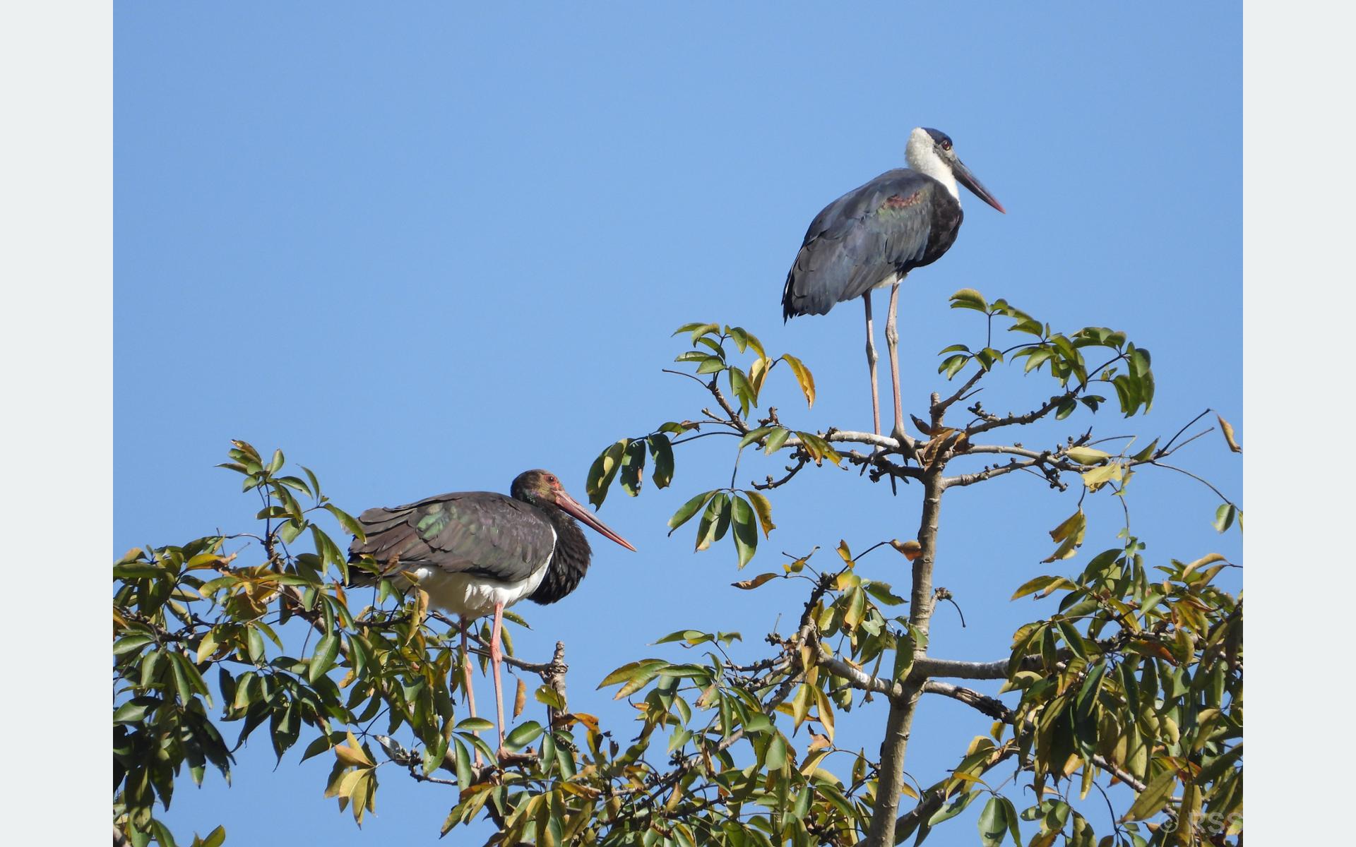 गुल्मीमा ३ सय ५५ प्रजातिका चरा