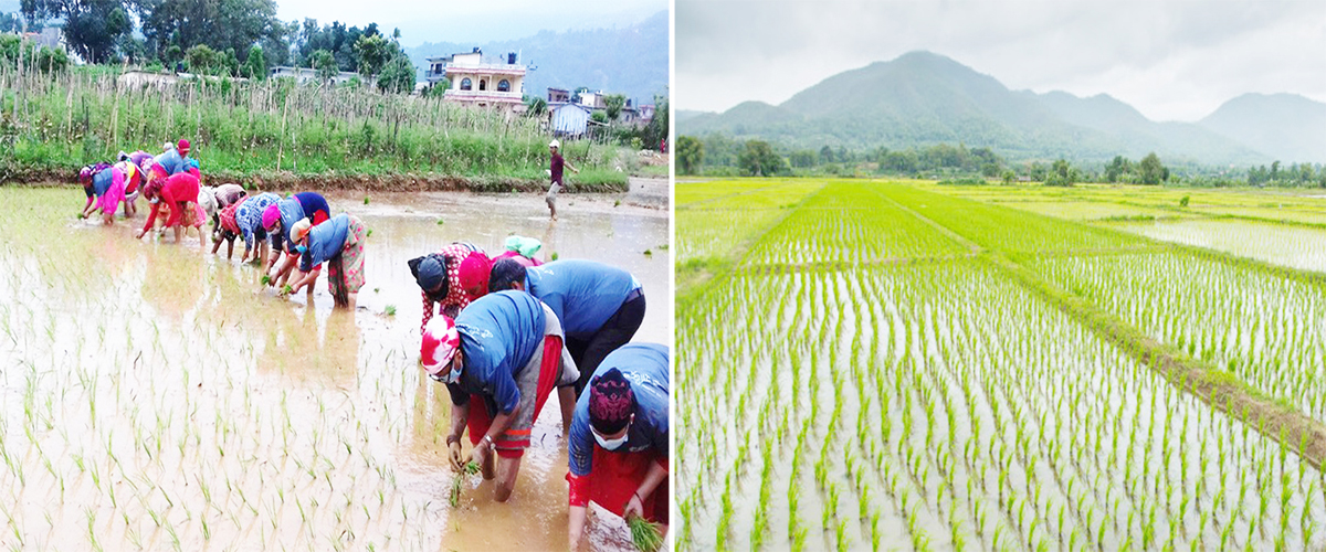 पाल्पामा सकियो ७० प्रतिशत धान रोपाइँ