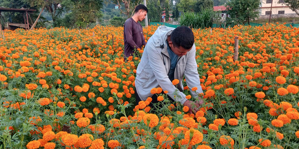 पाल्पामा सयपत्री फूलको माग उच्च