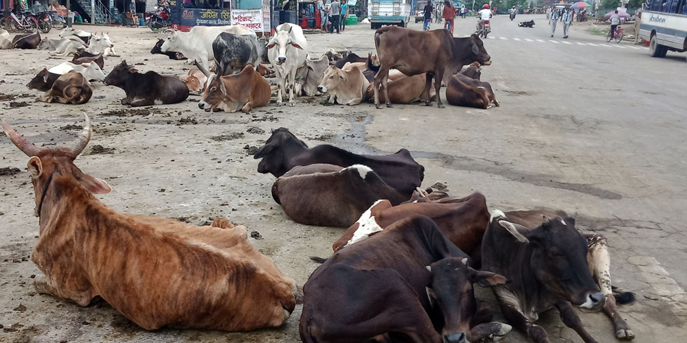 अलपत्र गाईबाच्छाको उद्धार र संरक्षणमा जोड