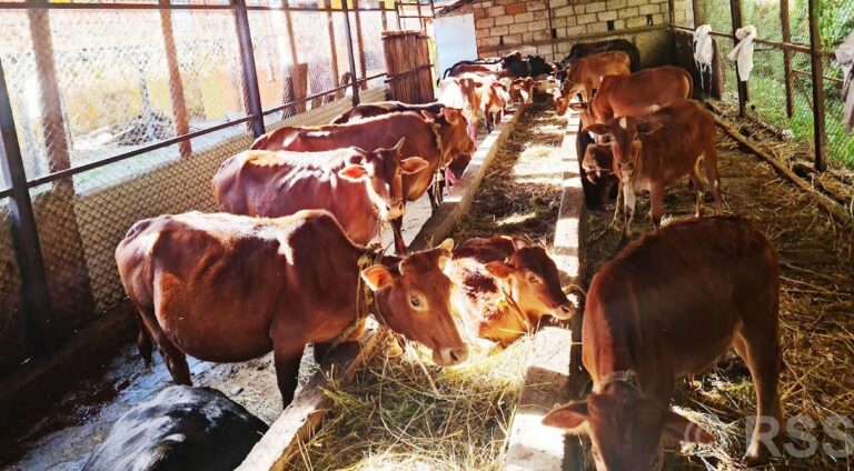एउटै गोठमा ५७ वैदिक गाई संरक्षण