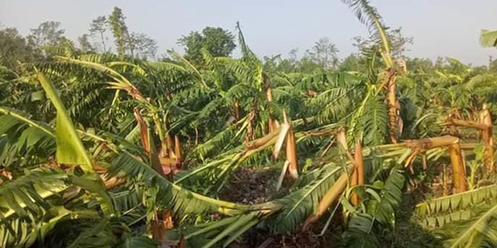 हुरीका कारण २० प्रतिशत केराखेतीमा क्षति