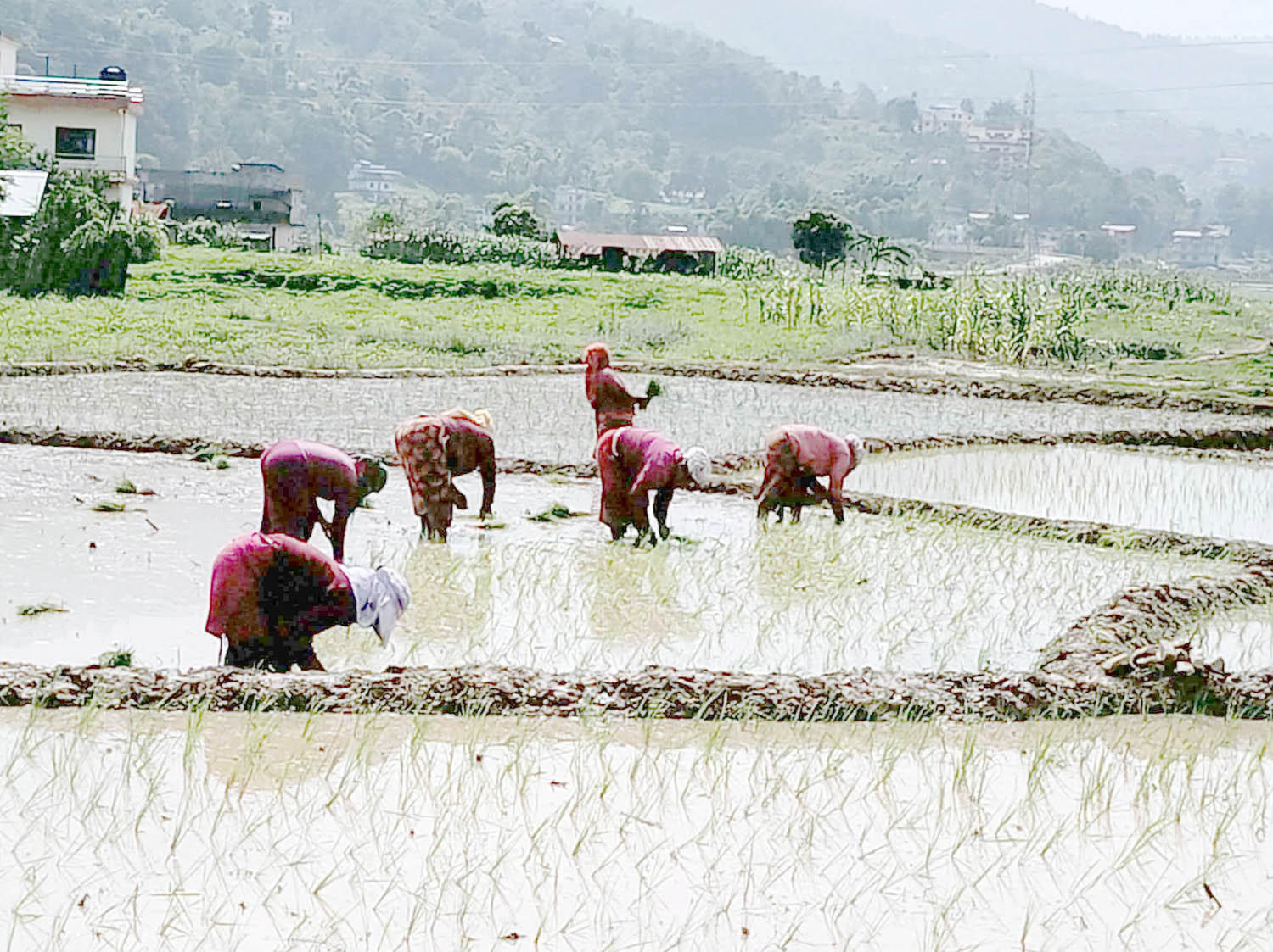 गुञ्जिन छाडे ‘असारे भाका’