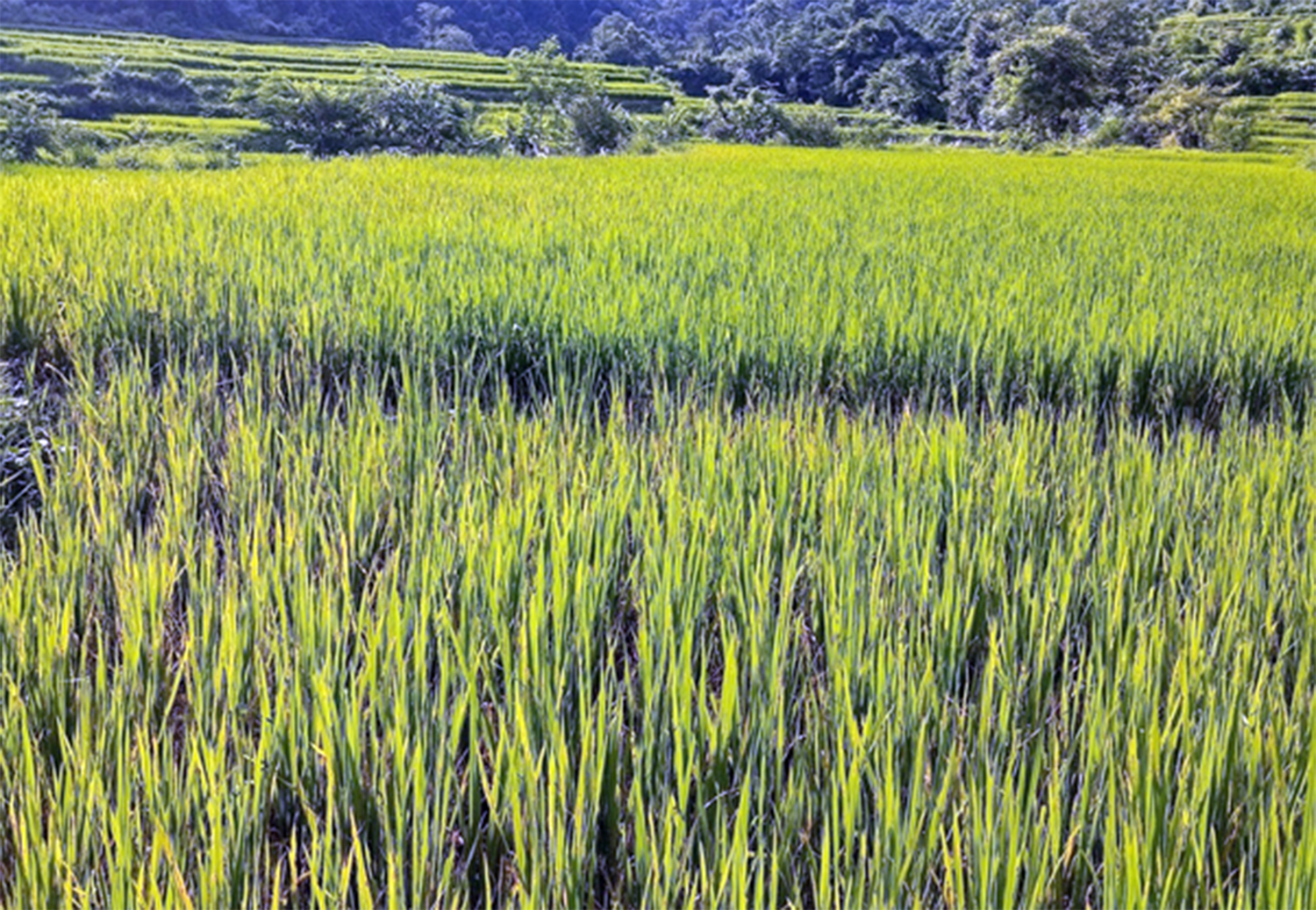 बन्दीपुरका धानबालीमा ब्लाष्ट रोग देखियो