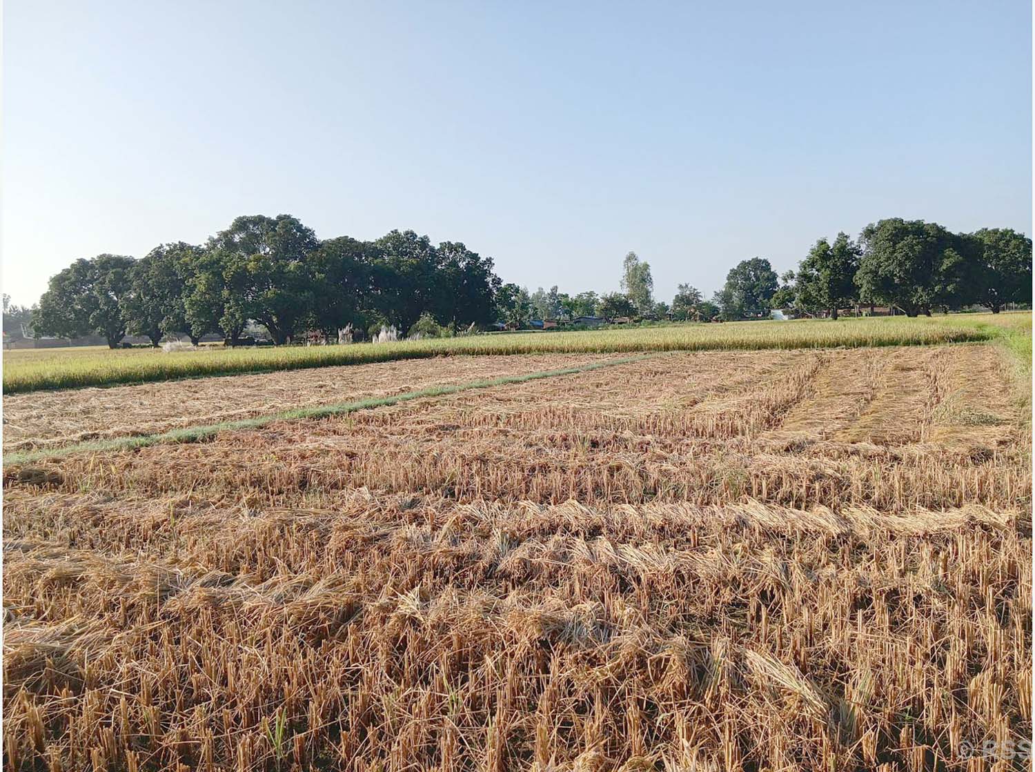 दसैँको सँघारमा किसानलाई धान स्याहार्ने चटारो