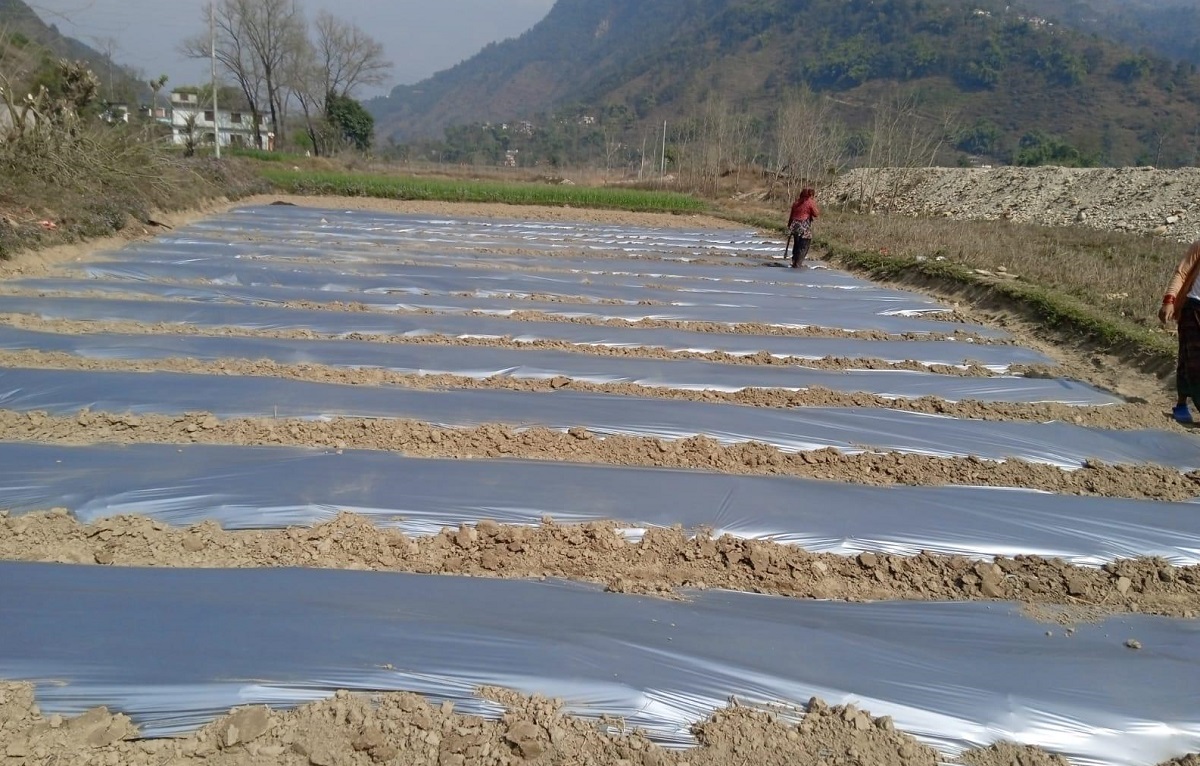 आँधीखोला किनार क्षेत्रमा तर्बुजाखेती सुरु